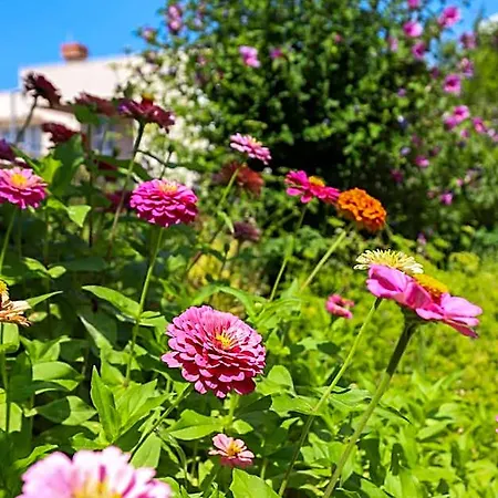 Garden M&m 3* Dubrovnik