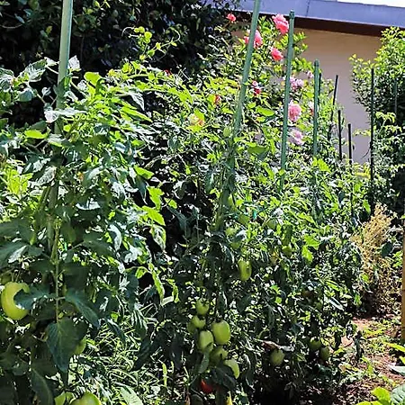 Garden M&m دوبروفينك